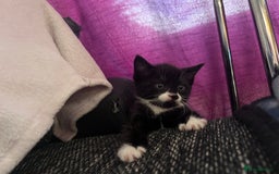 Mixed Breed cats for sale: Got 4 kittens looking for them home  - Image 12
