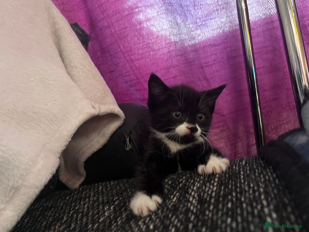 Mixed Breed cats for sale: Got 4 kittens looking for them home  - Image 12