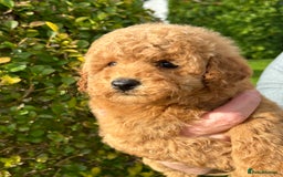 Miniature Poodle dogs for sale: Miniature poodles - Image 7