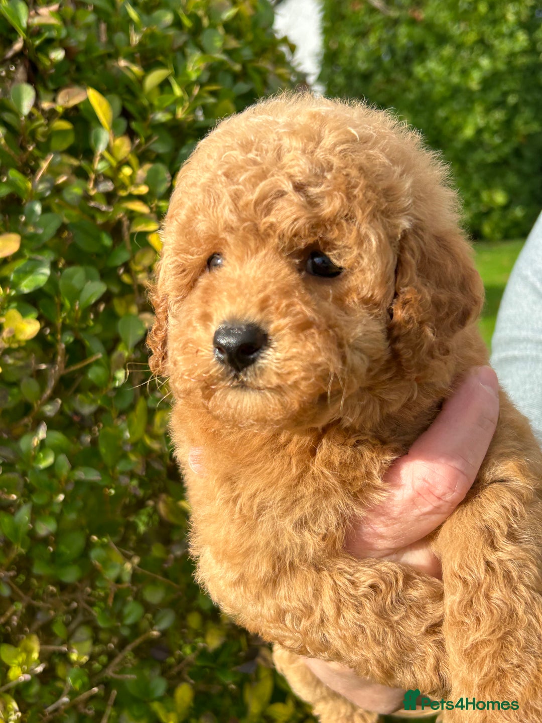 Miniature Poodle dogs for sale: Miniature poodles - Image 7
