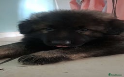 German Shepherd dogs for sale: German shepherd  - Image 7
