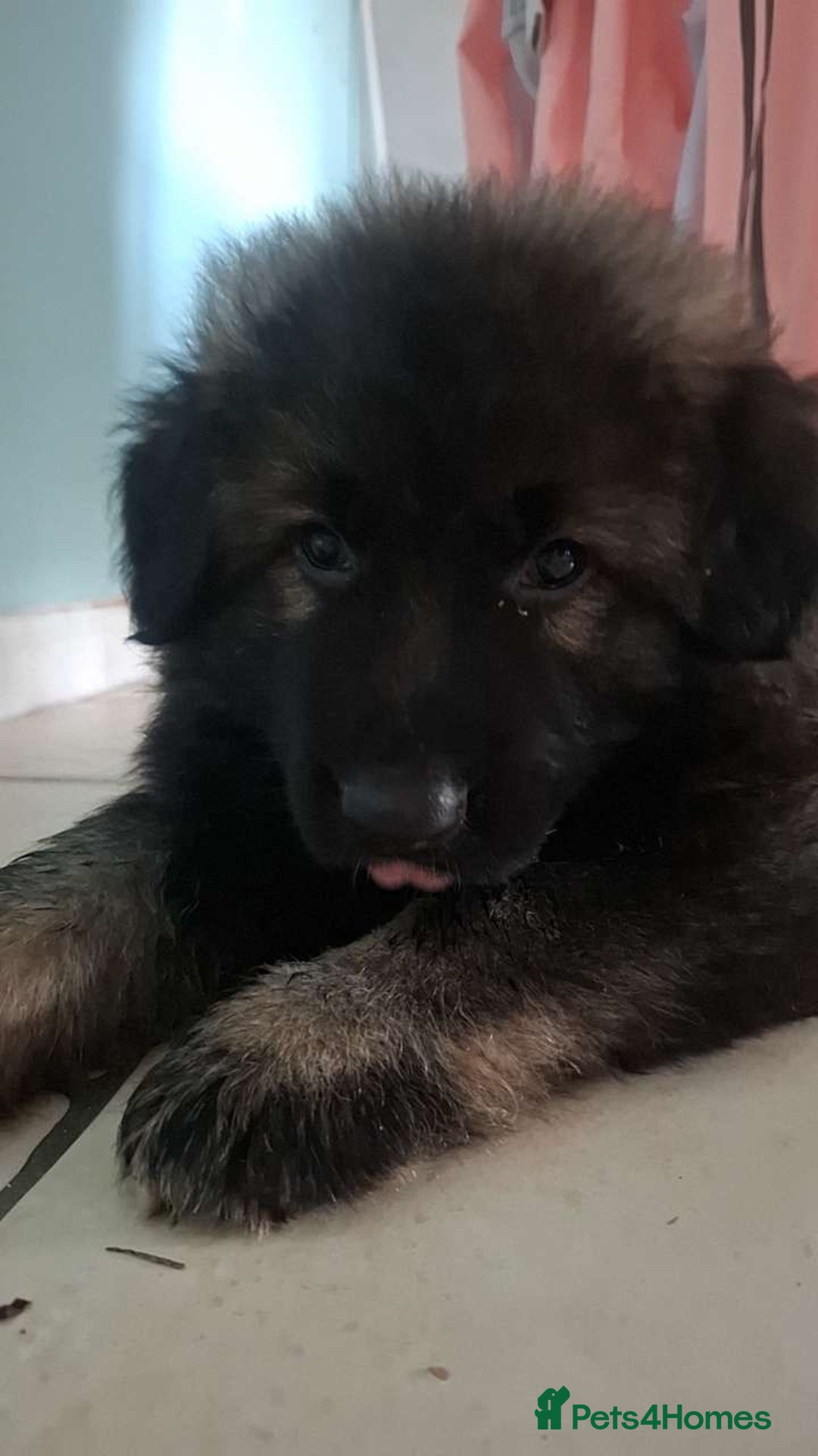 German Shepherd dogs for sale: German shepherd  - Image 7