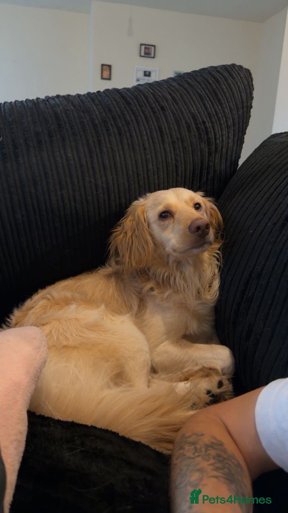 Cockapoo dogs Cockapoo x Spaniel 4 Year Old Male Dog - Advert 12