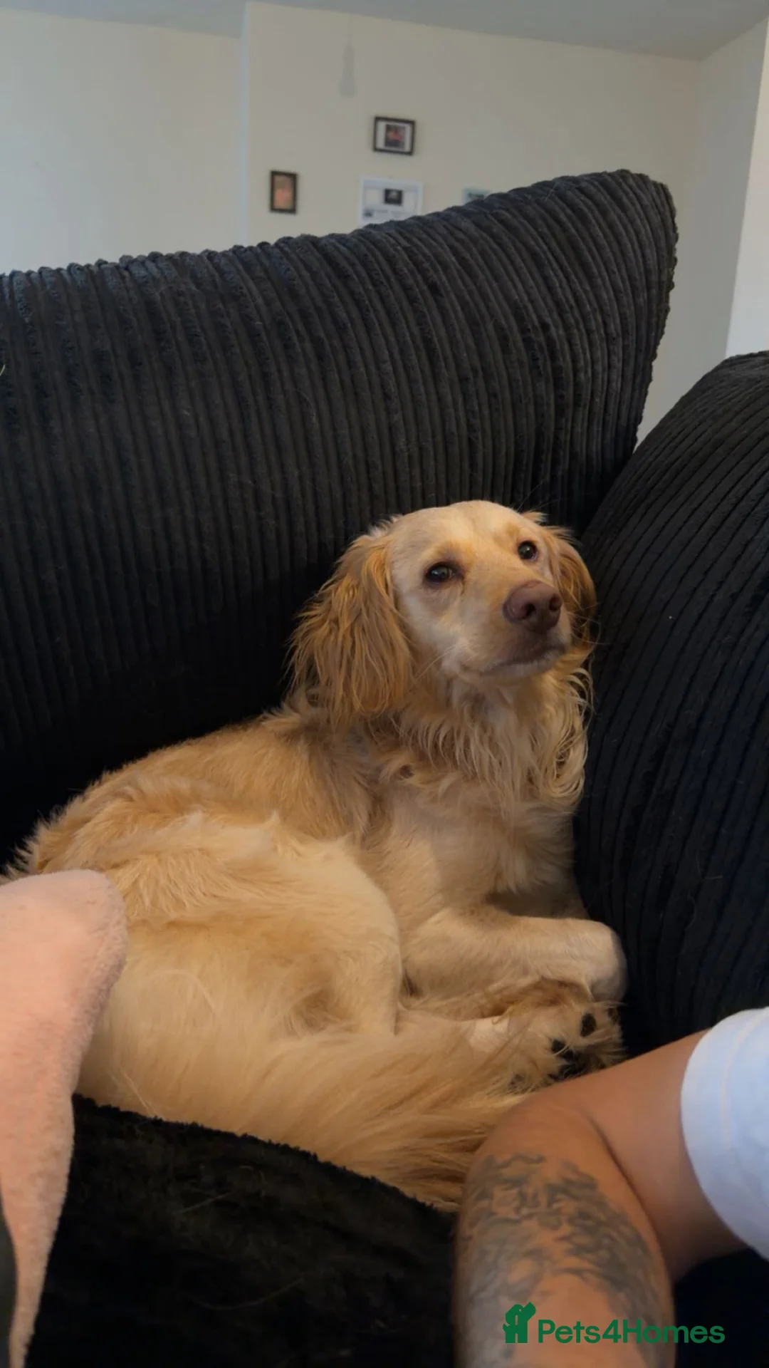 Cockapoo dogs for sale: Cockapoo x Spaniel 4 Year Old Male Dog - Advert 1