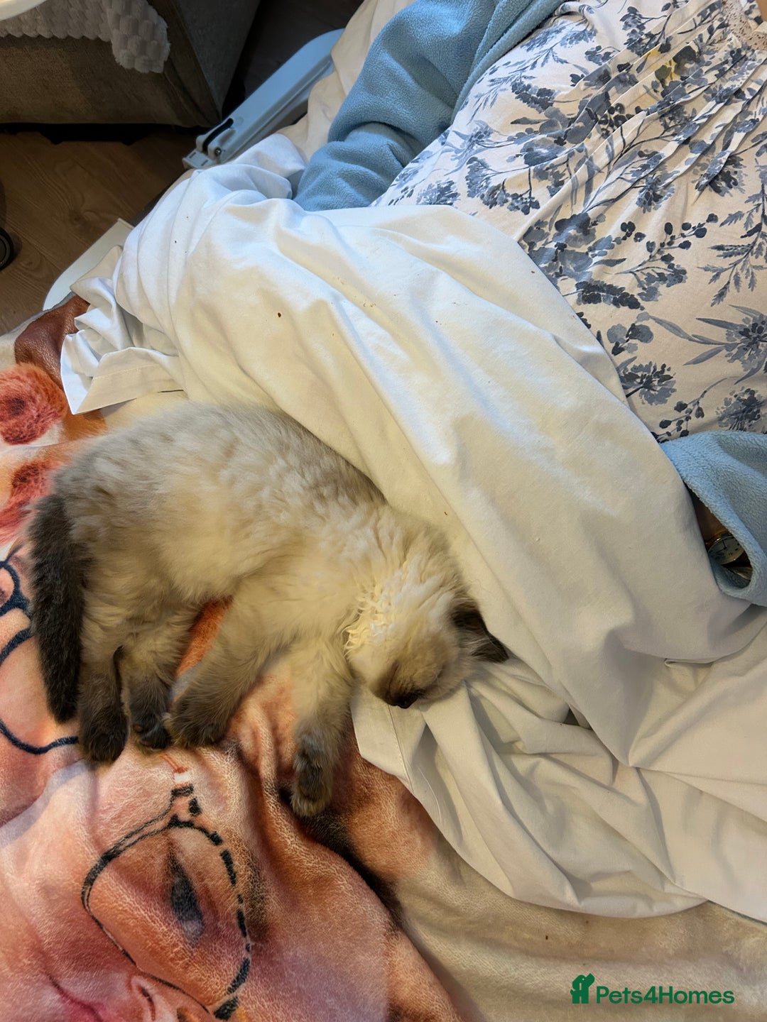 Ragdoll cats for sale: Ragdoll &Cherubim Kittens TICA Seal Blue - Advert 10