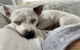 Jack Russell dogs for sale: Stunning Miniature Jack Russell Puppies!!! - Image 36