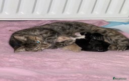 Mixed Breed cats for sale: Gorgeous kittens for sale - Advert 1