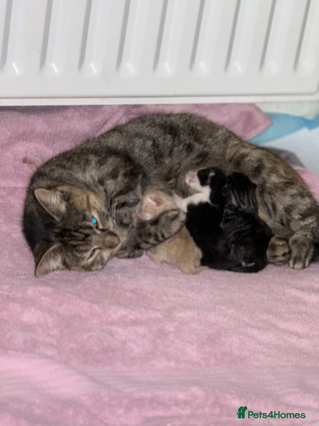 Mixed Breed cats for sale: Gorgeous kittens for sale - Advert 1