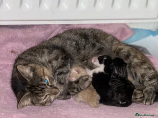 Mixed Breed cats for sale: Gorgeous kittens for sale - Advert 1