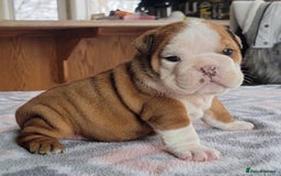 English Bulldog dogs for sale: Purebred English Bulldog Puppies ✨ - Image 5