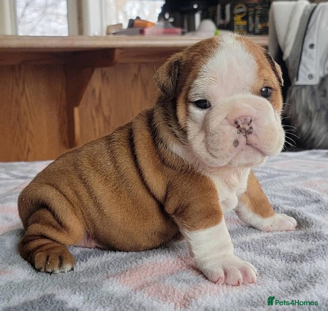 English Bulldog dogs for sale: Purebred English Bulldog Puppies ✨ - Image 5