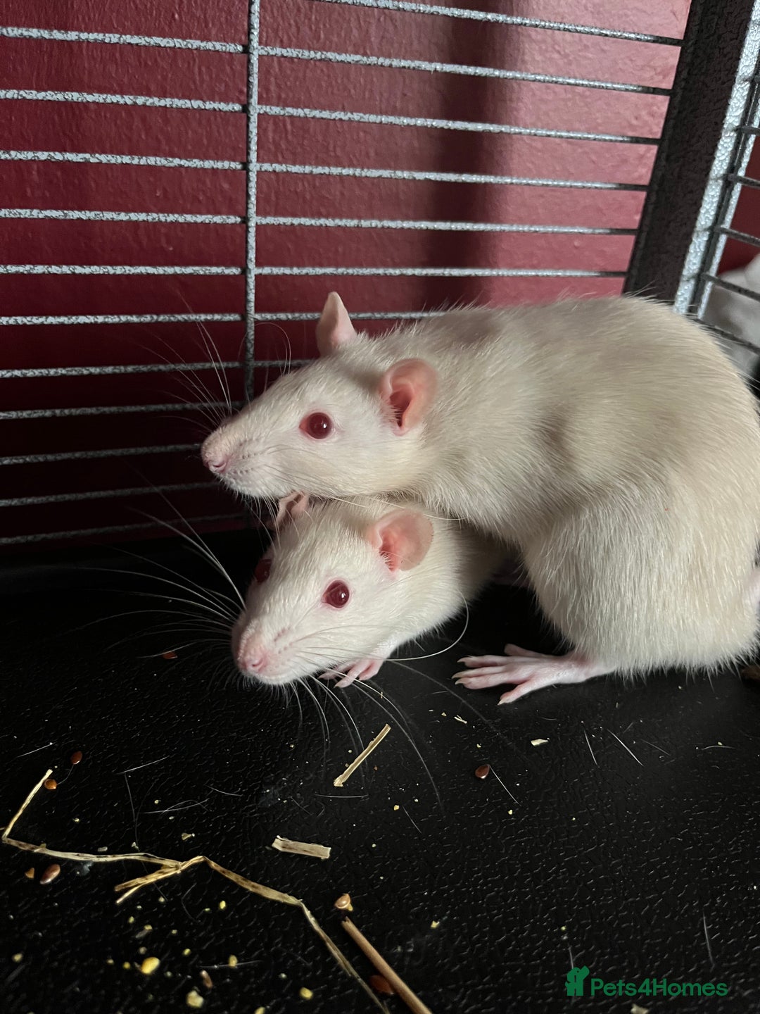 Rat rodents for sale: 2 female rats - Image 1