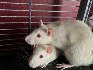 Rat rodents - Advert 31
