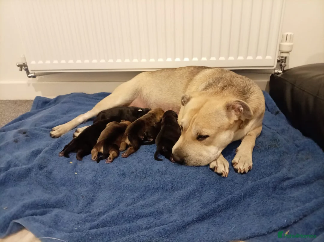 Mixed Breed dogs for sale: Bear coat Shar pei x Staffordshire pups - Advert 1