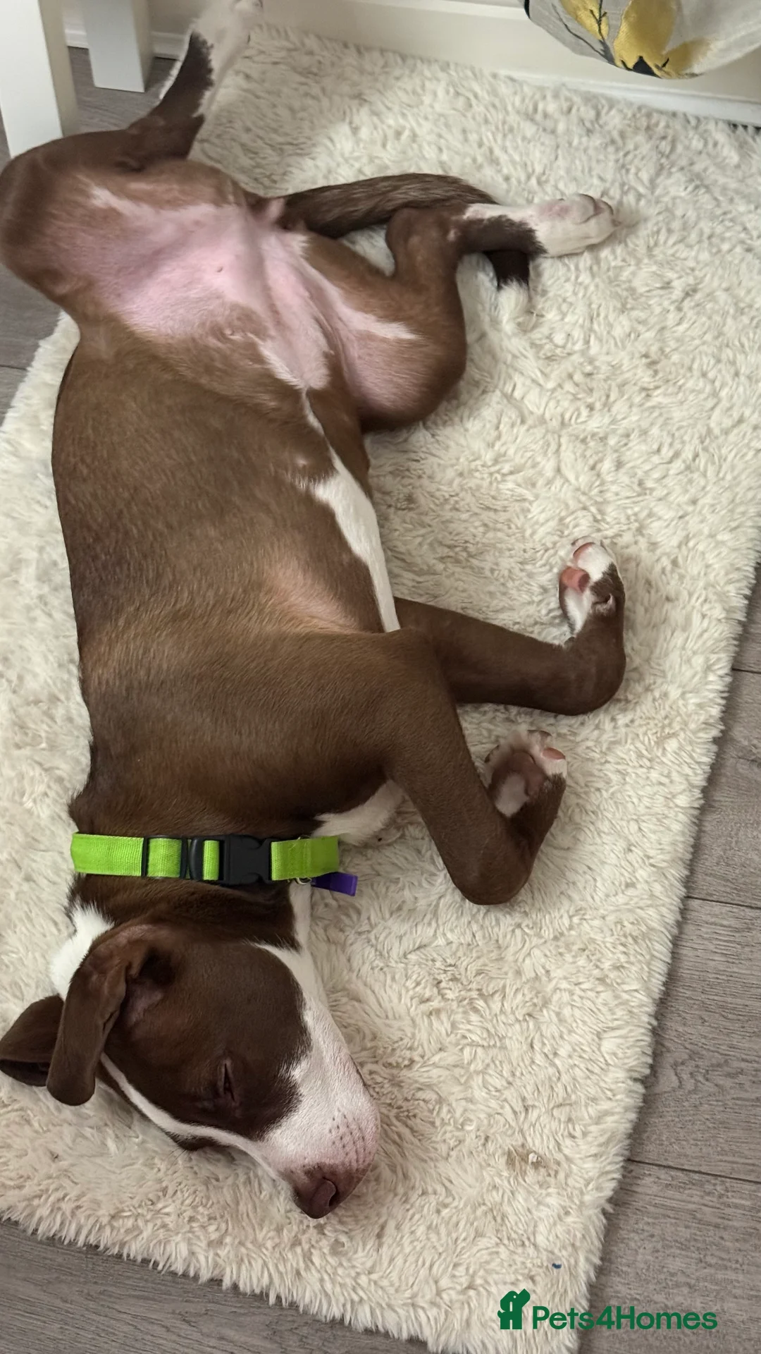 Staffordshire Bull Terrier dogs for sale: 🐶American Staffordshire Terrier 5 Months Female - Advert 2