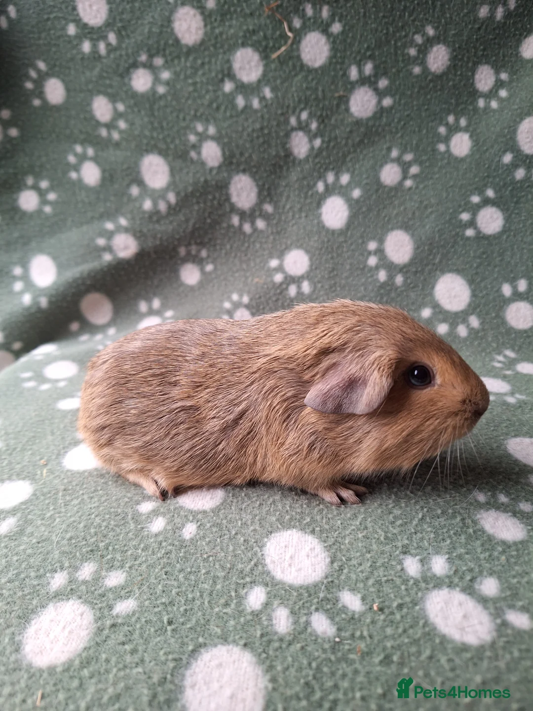 Guinea Pig rodents for sale: Pure bred chinchilla guinea pig - Advert 2