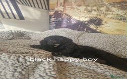 Cockapoo dogs for sale: 4 outstanding cockerpoos  - Image 34