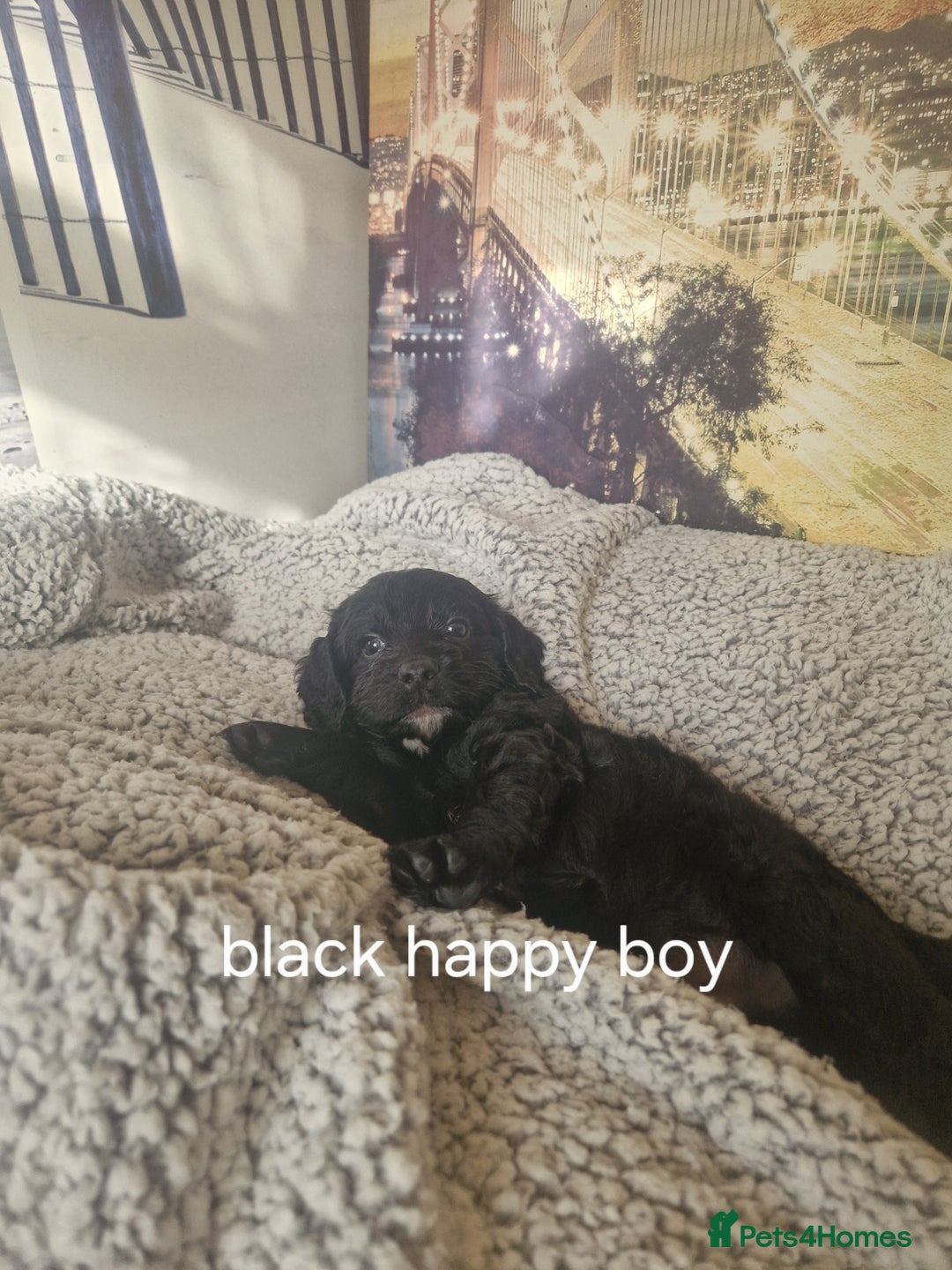 Cockapoo dogs for sale: 4 outstanding cockerpoos  - Image 34