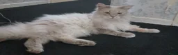 Maine Coon cats for sale: Big Beautiful Maine Coon Male Cat in Richmond - Advert 9