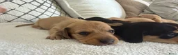 Dachshund dogs for sale: Cream dachshund puppies long hair  - Advert 13