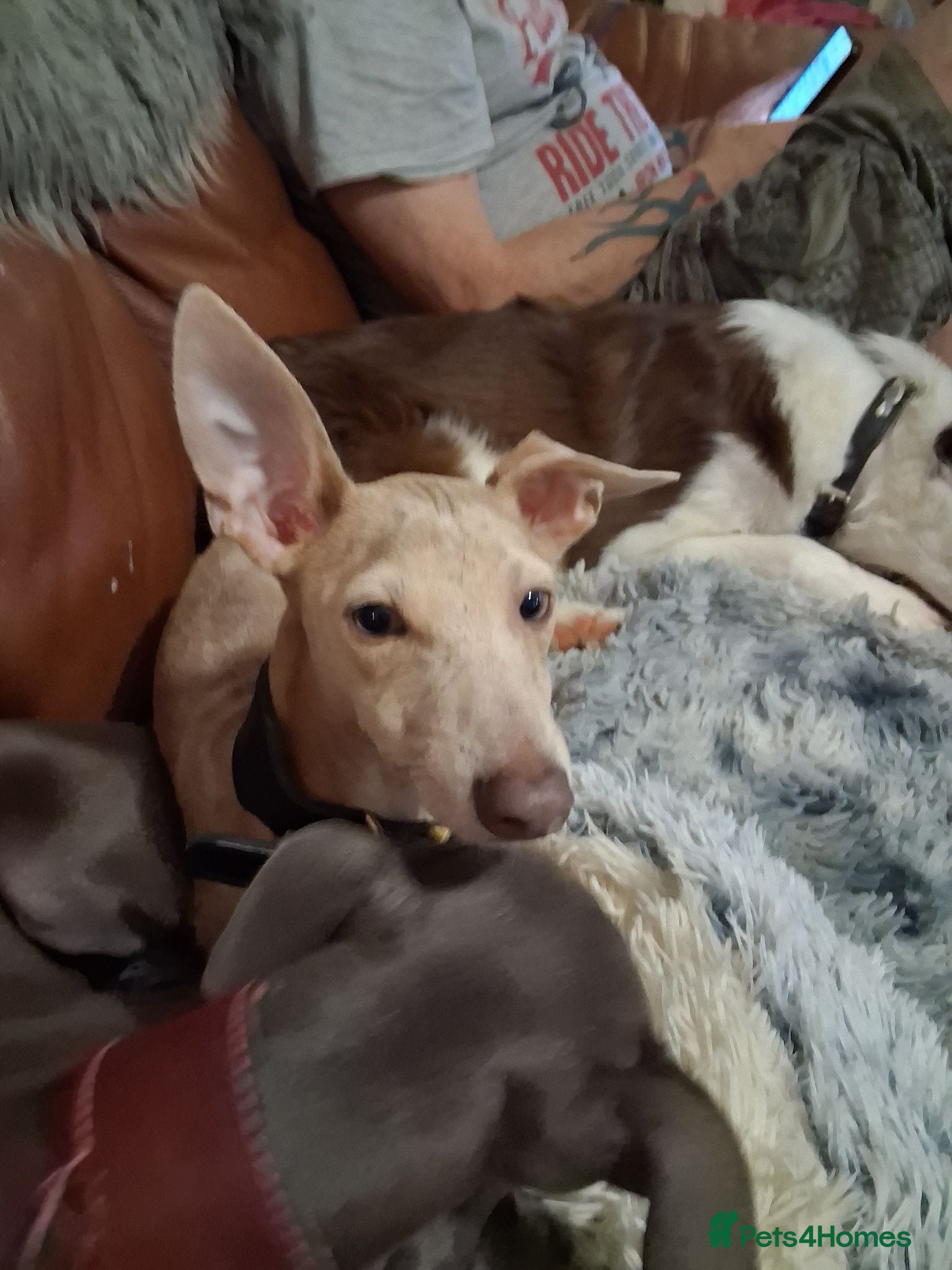 Italian Greyhound dogs 3/4 Italian greyhound 1/4 whippet - Advert 5