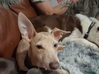 Italian Greyhound dogs 3/4 Italian greyhound 1/4 whippet - Advert 3