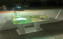 Turtle reptiles for sale: Pair of musk turtles and set up  - Image 6