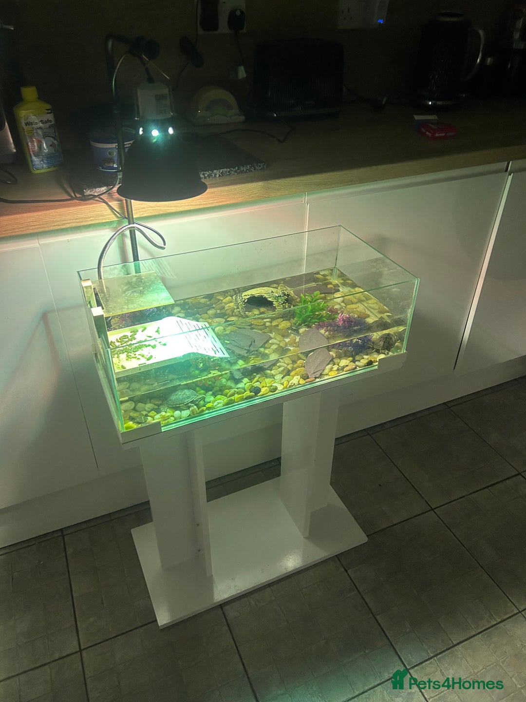 Turtle reptiles for sale: Pair of musk turtles and set up  - Image 6