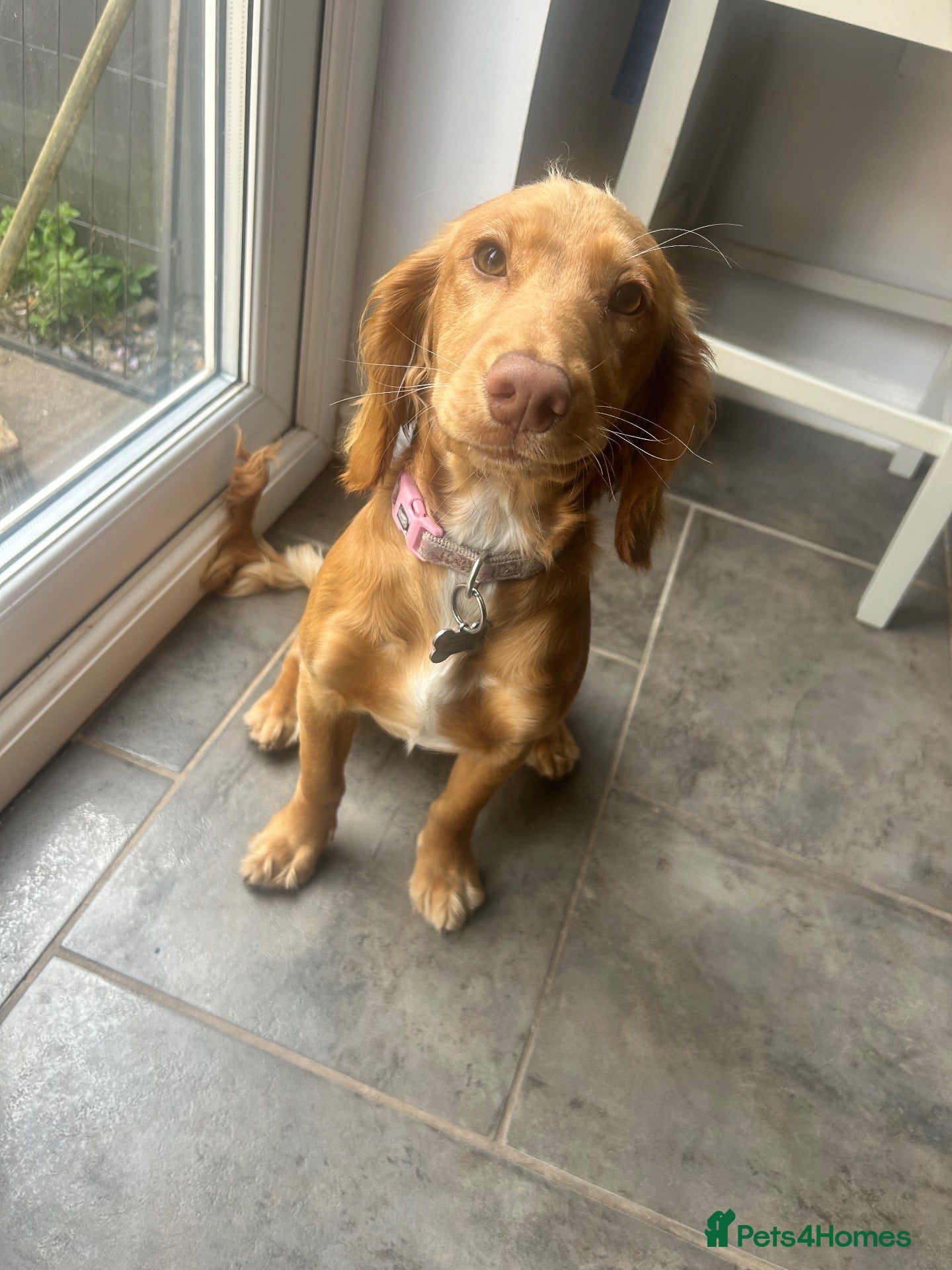 Cockapoo dogs 🐾 6-Month-Old Female Cockapoo - Advert 1