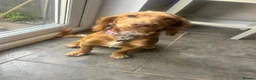 Cockapoo dogs for sale: 🐾 6-Month-Old Female Cockapoo in Swansea - Advert 1