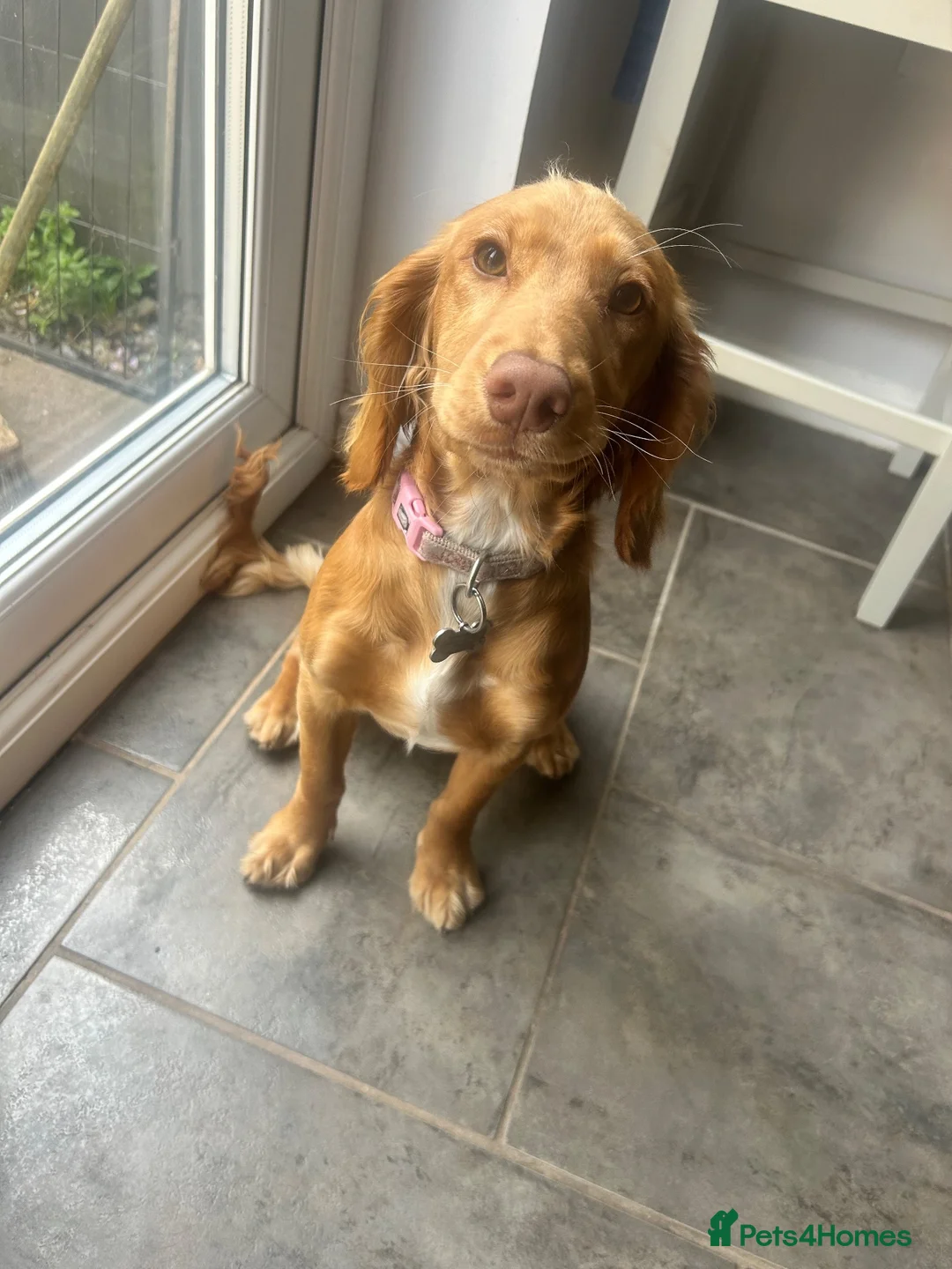 Cockapoo dogs for sale: 🐾 6-Month-Old Female Cockapoo in Swansea - Advert 1