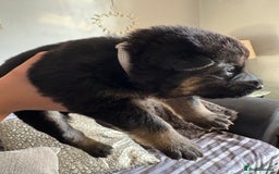 German Shepherd dogs for sale: German Shepherd puppies  - Image 9
