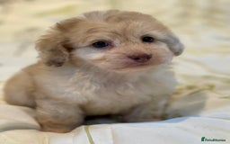 Doxiepoo dogs for sale: Adorable Doxiepoo puppies  - Image 15