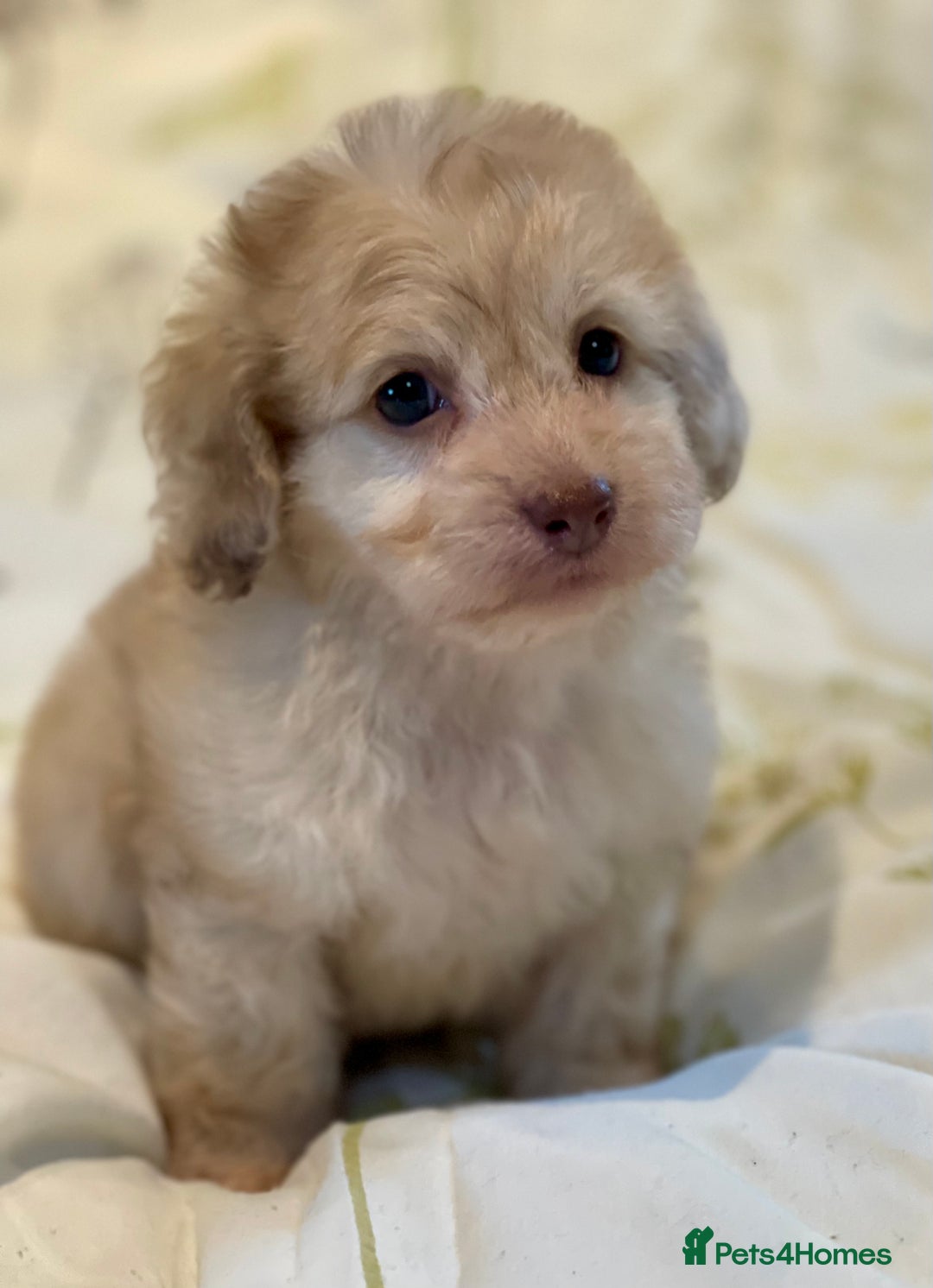Doxiepoo dogs for sale: Adorable Doxiepoo puppies  - Image 15