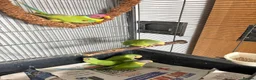 Parakeets birds for sale: Plum Headed Parakeet - Advert 4