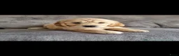 Golden Retriever dogs for stud: Golden retriever stud proven  - Advert 30