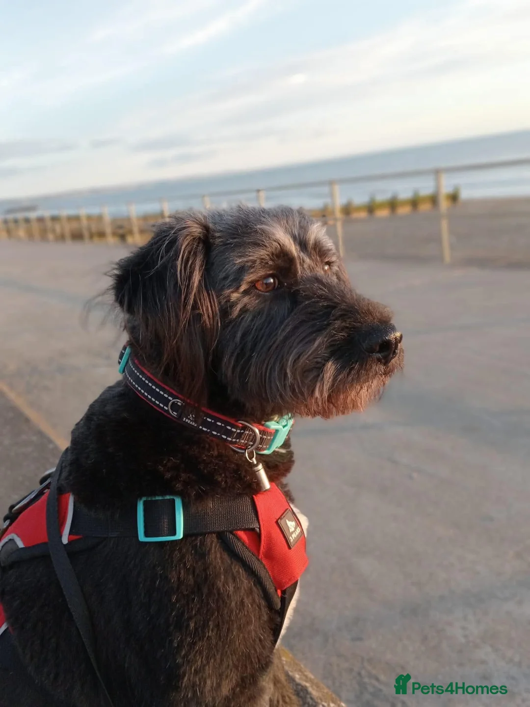 Mixed Breed dogs for adoption: 💙 RALPHIE - gentle boy needs a quiet home 💙 in Kidderminster - Advert 2