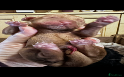 Cocker Spaniel dogs for sale: 🐾 Adorable Cocker Spaniel Puppies - Ready Soon!🐾 - Advert 14