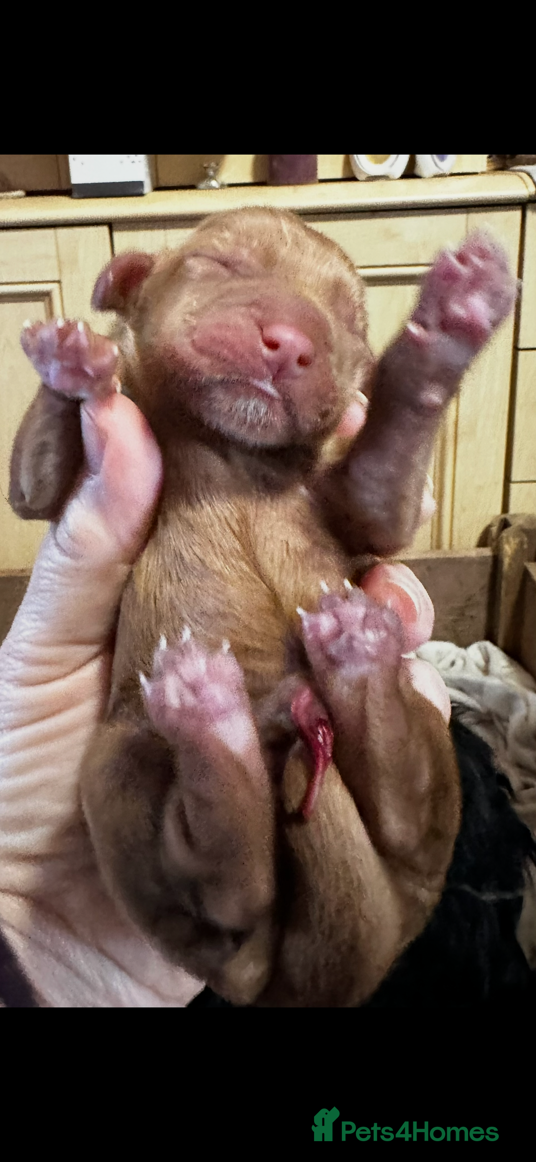 Cocker Spaniel dogs for sale: 🐾 Adorable Cocker Spaniel Puppies - Ready Soon!🐾 - Advert 14