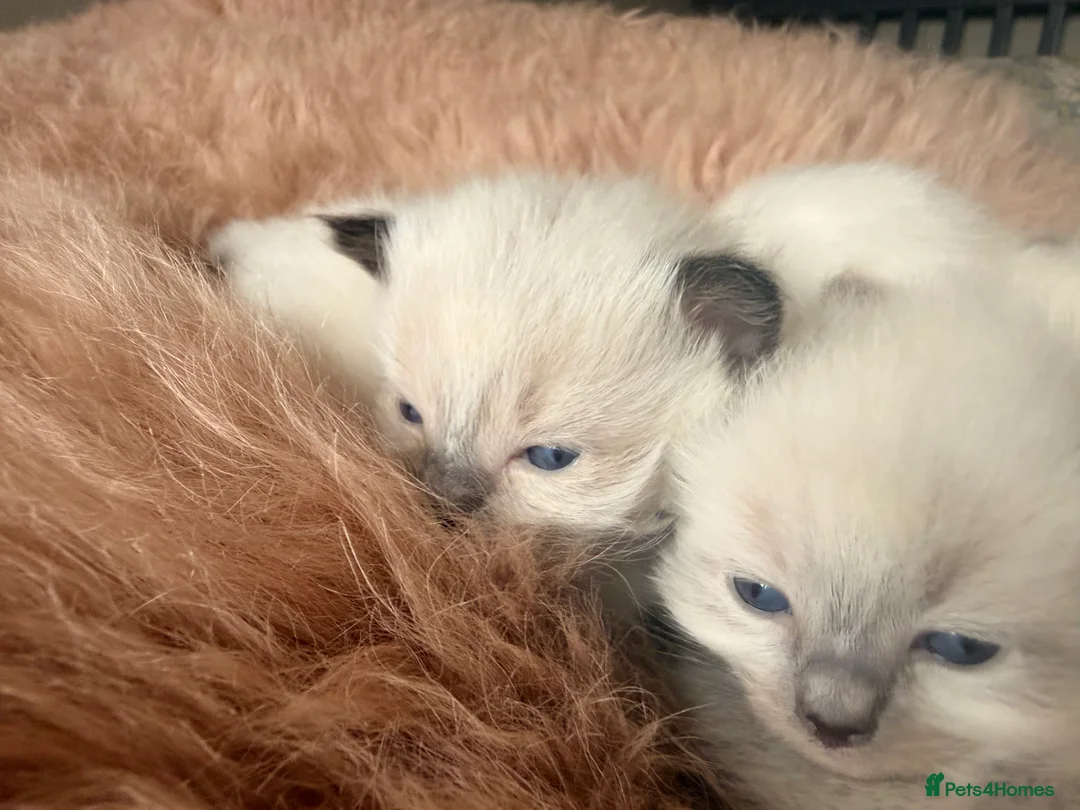 Ragdoll cats for sale: Stunning ragdoll babies! 😻😽 - Advert 3