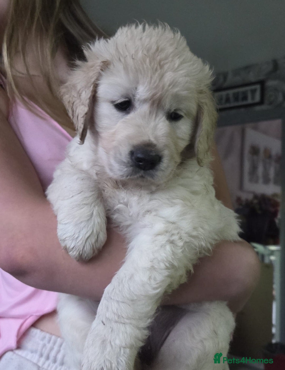 Golden Retriever dogs for sale: Beautiful chunky Golden Retrievers - Image 2