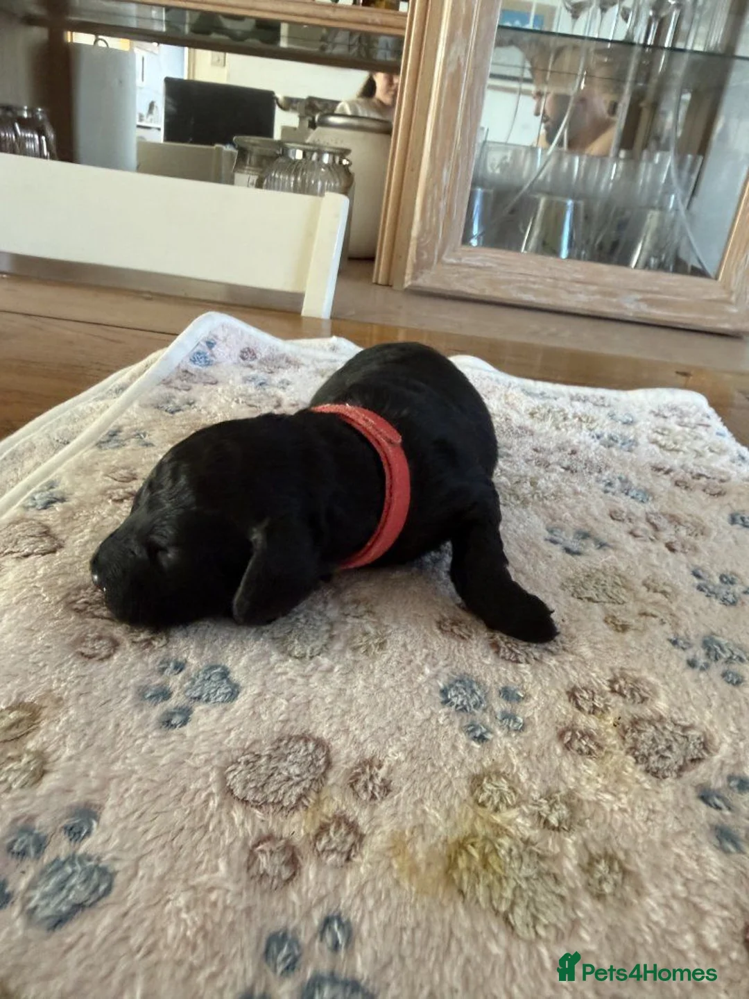 Cockapoo dogs for sale: Beautiful Black Cockapoo Puppies – 1 Boy, 2 Girls in Wallsend - Advert 1