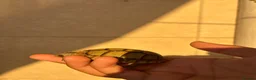 Tortoise reptiles for sale: Baby Greek tortoise - Advert 6