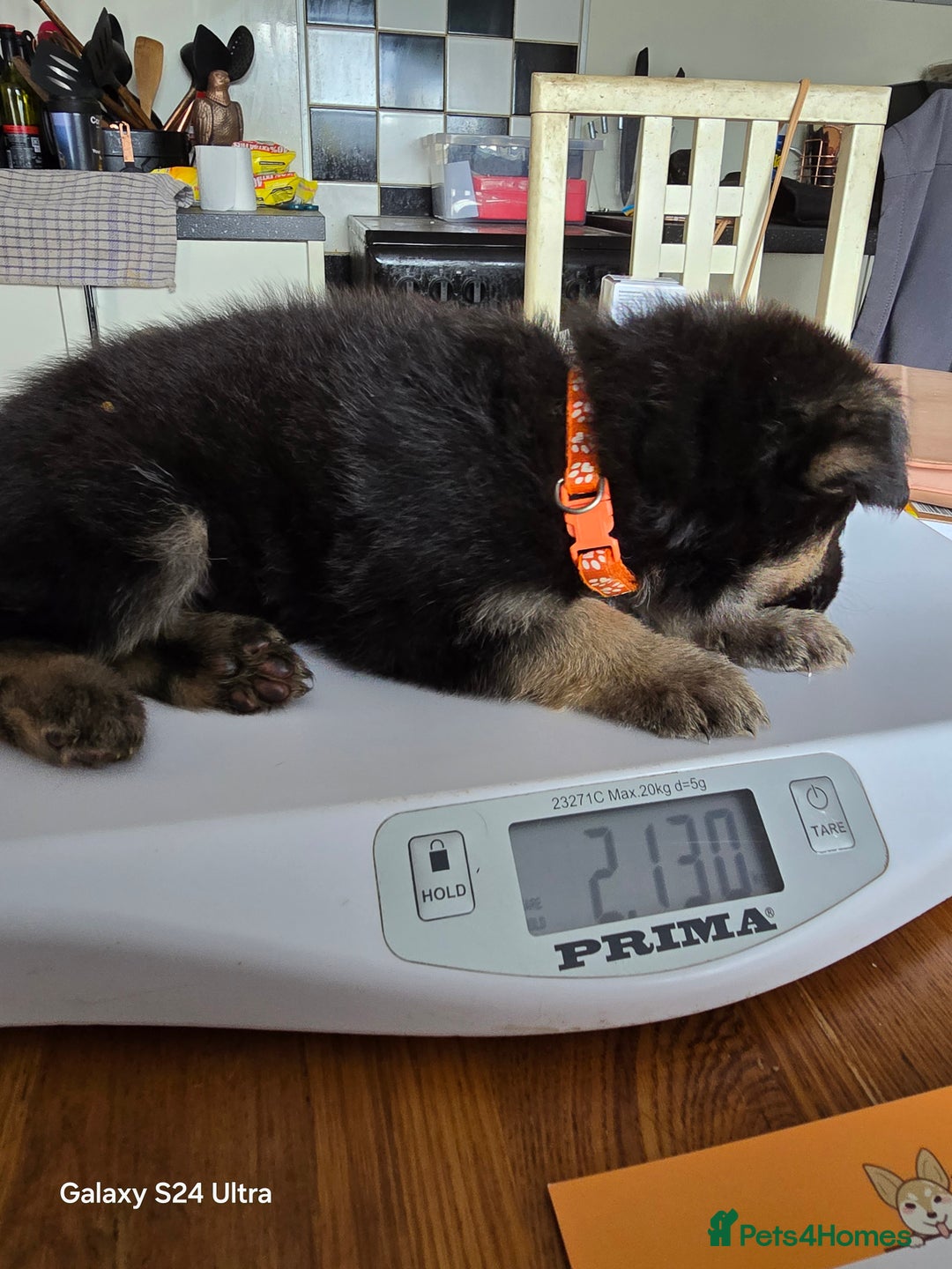 German Shepherd dogs for sale: German Shepard KC Reg Puppies in Scunthorpe - Image 31