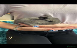 Mini Lop rabbits for sale: Pure bred mini lop x1 remaining  - Image 1