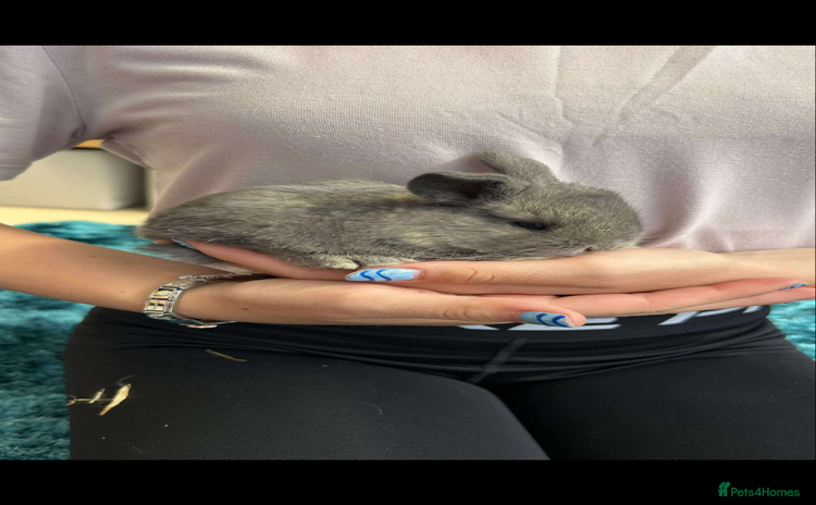 Mini Lop rabbits - Advert 14