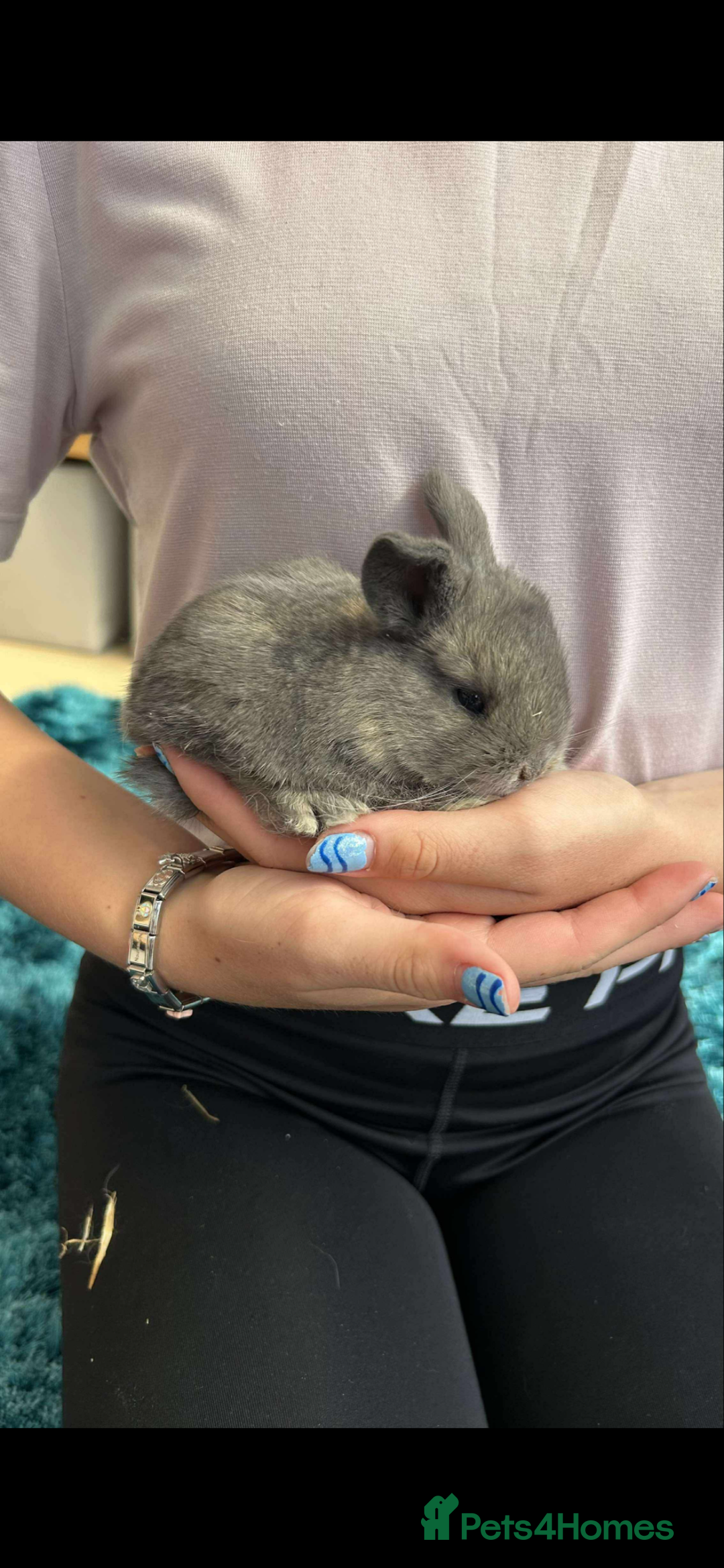 Mini Lop rabbits for sale: Pure bred mini lop x1 remaining  - Image 1
