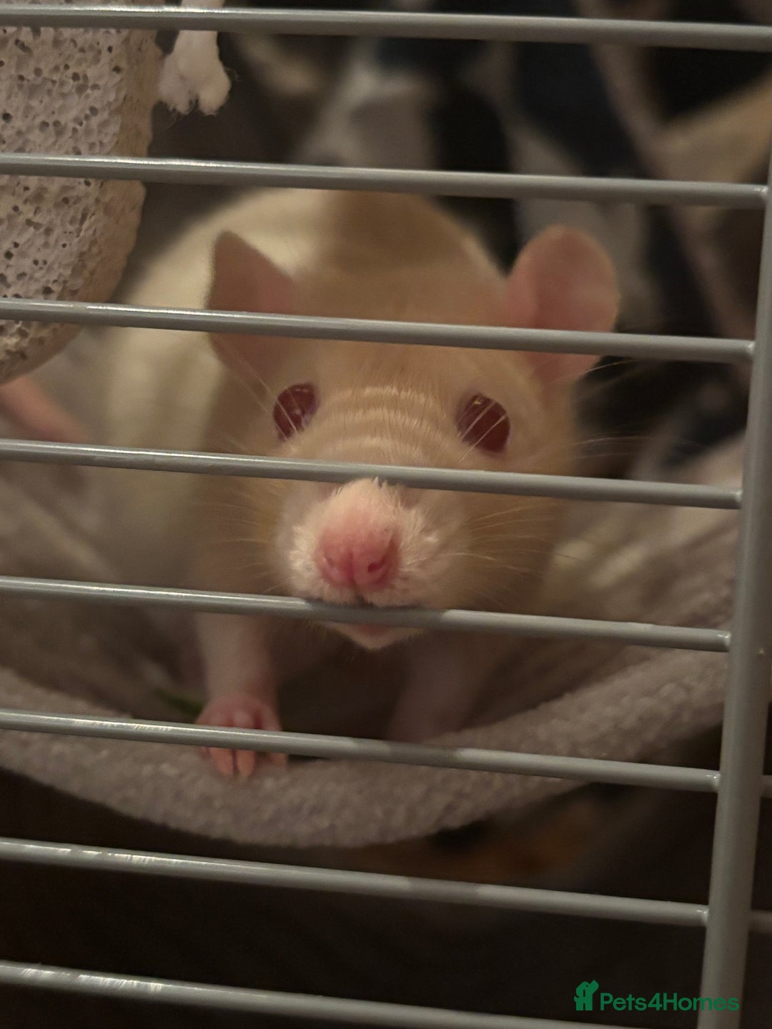 Rat rodents for sale: ❗️URGENT REHOMING❗️4 Female Rats - Image 3