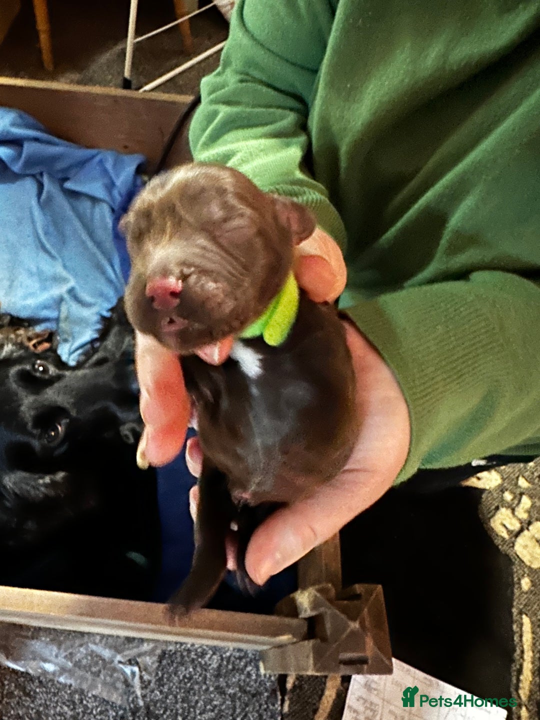 Cocker Spaniel dogs for sale: 🐾 Adorable Cocker Spaniel Puppies - Ready Soon!🐾 - Advert 6