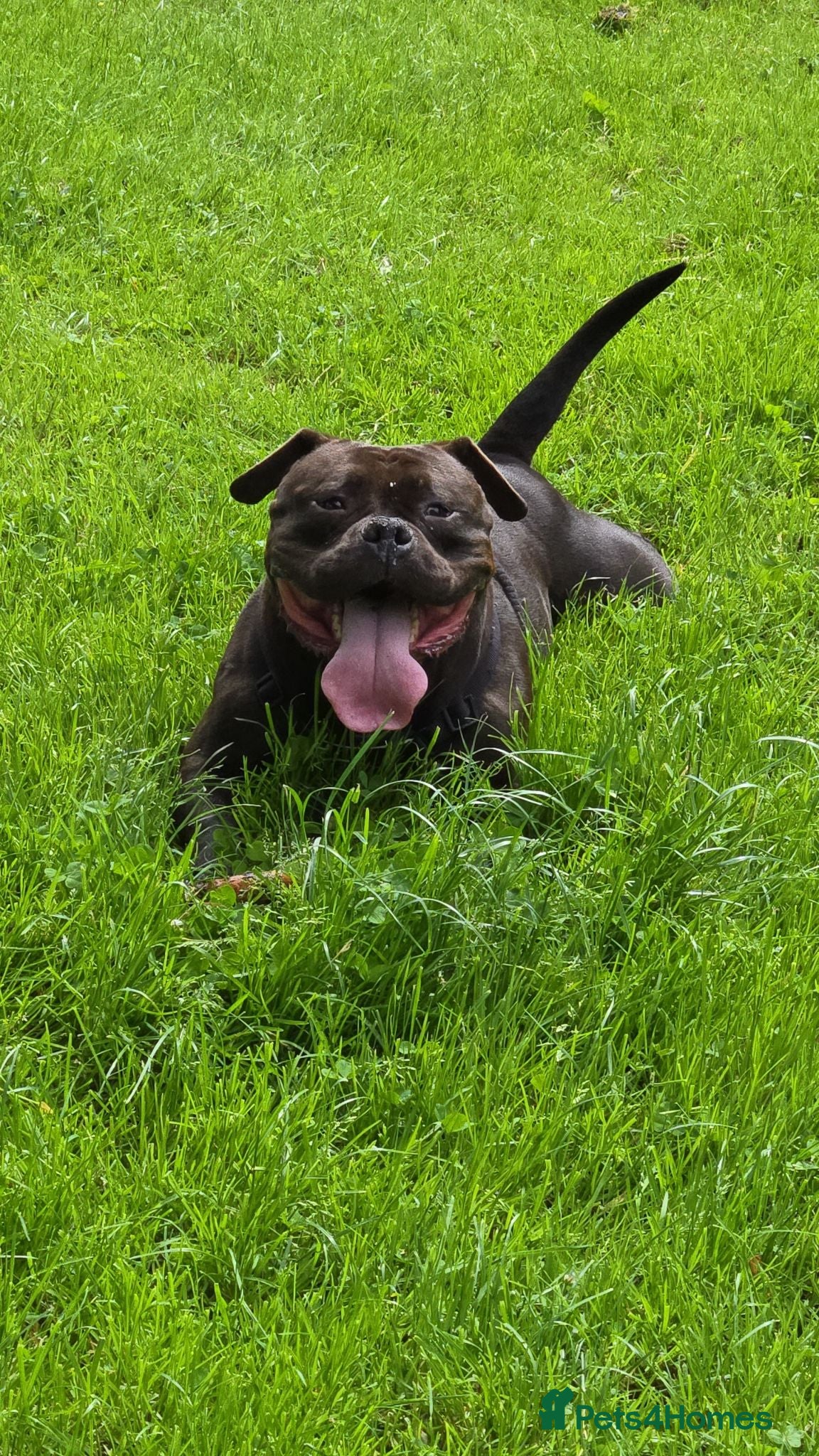 American Bulldog dogs Beautiful pocket bully  - Advert 4